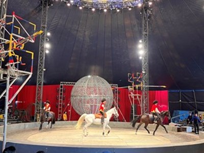 美洲瘋馬夢想大馬戲團馬術表演