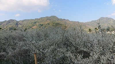 盛開的梅花森林