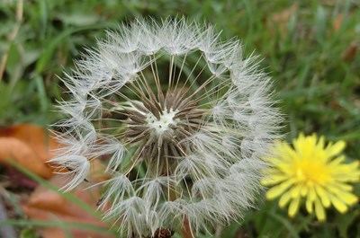 桂花泉步道周邊為瀕危植物台灣蒲公英重要棲地