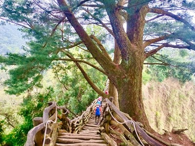 5號山陵縱走步道沿途經過多棵大松樹