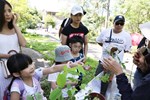 蝴蝶食草植物介紹